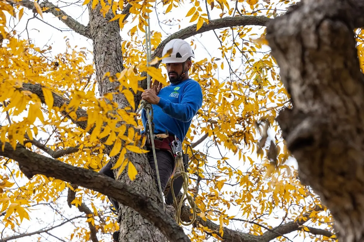 Skilled Tree Pruning crew working in Shelbyville
