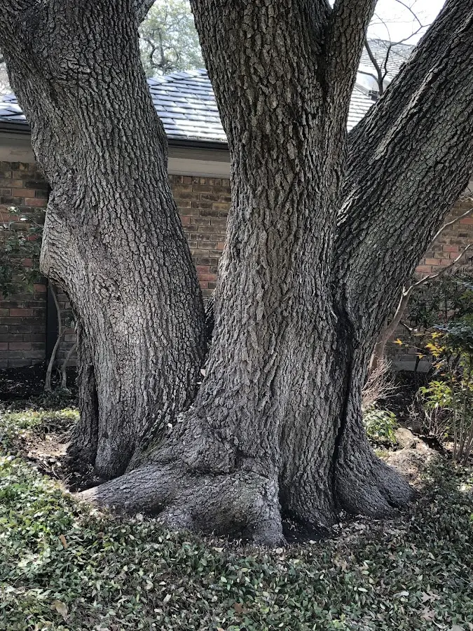 Mature heritage tree close to a Shelbyville property cared for by certified arborists